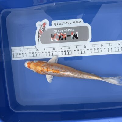 12-14 Inches 30-35 cm Koi Carp Very Friendly Stunning Marking and Colours RRP £225 SKU4