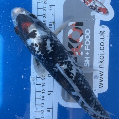 12-14 Inches 30-35 cm Koi Carp Very Friendly Stunning Marking and Colours RRP £225
