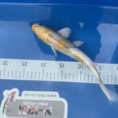 12-14 Inches 30-35 cm Koi Carp Very Friendly Stunning Marking and Colors RRP £225 SKU2